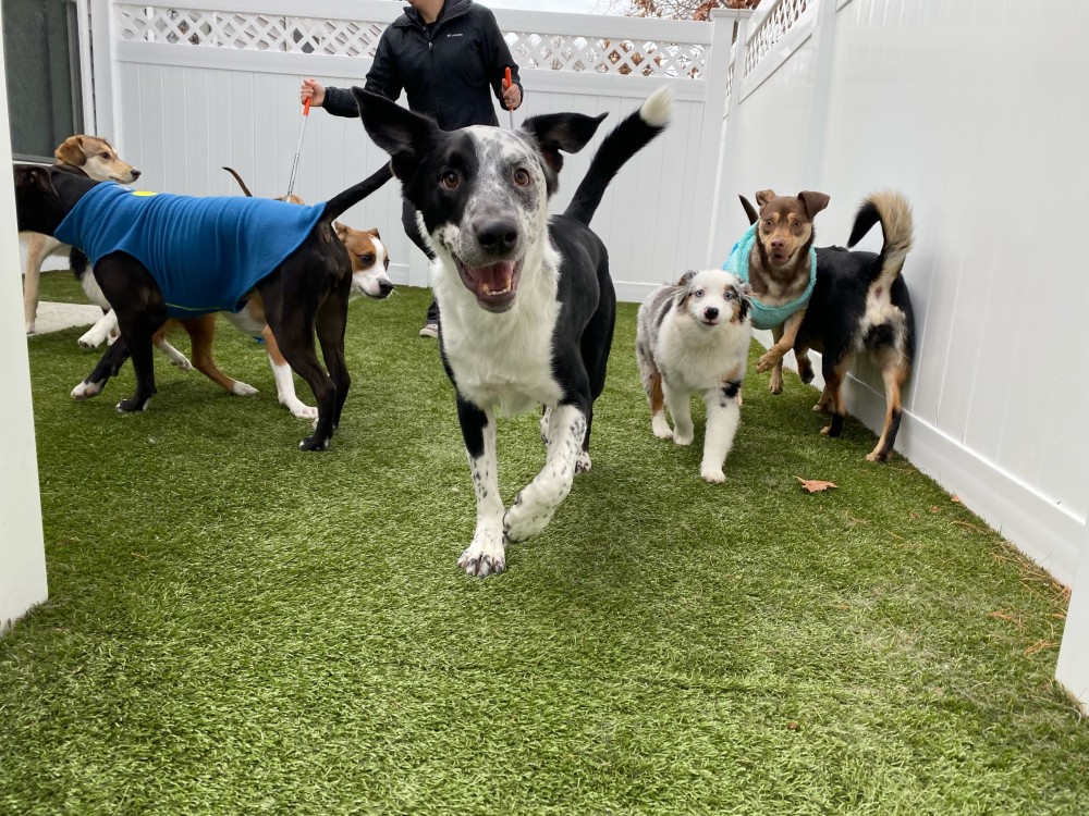 Pet Boarding in Hudson, NH Lowell Road Veterinary Center